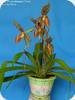 Paph. Prince Edward of York (rothschildianum x sanderianum)